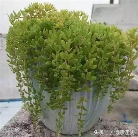 耐澇植物|【耐水植物】超強耐水植物：10種澆水黨必養的盆栽